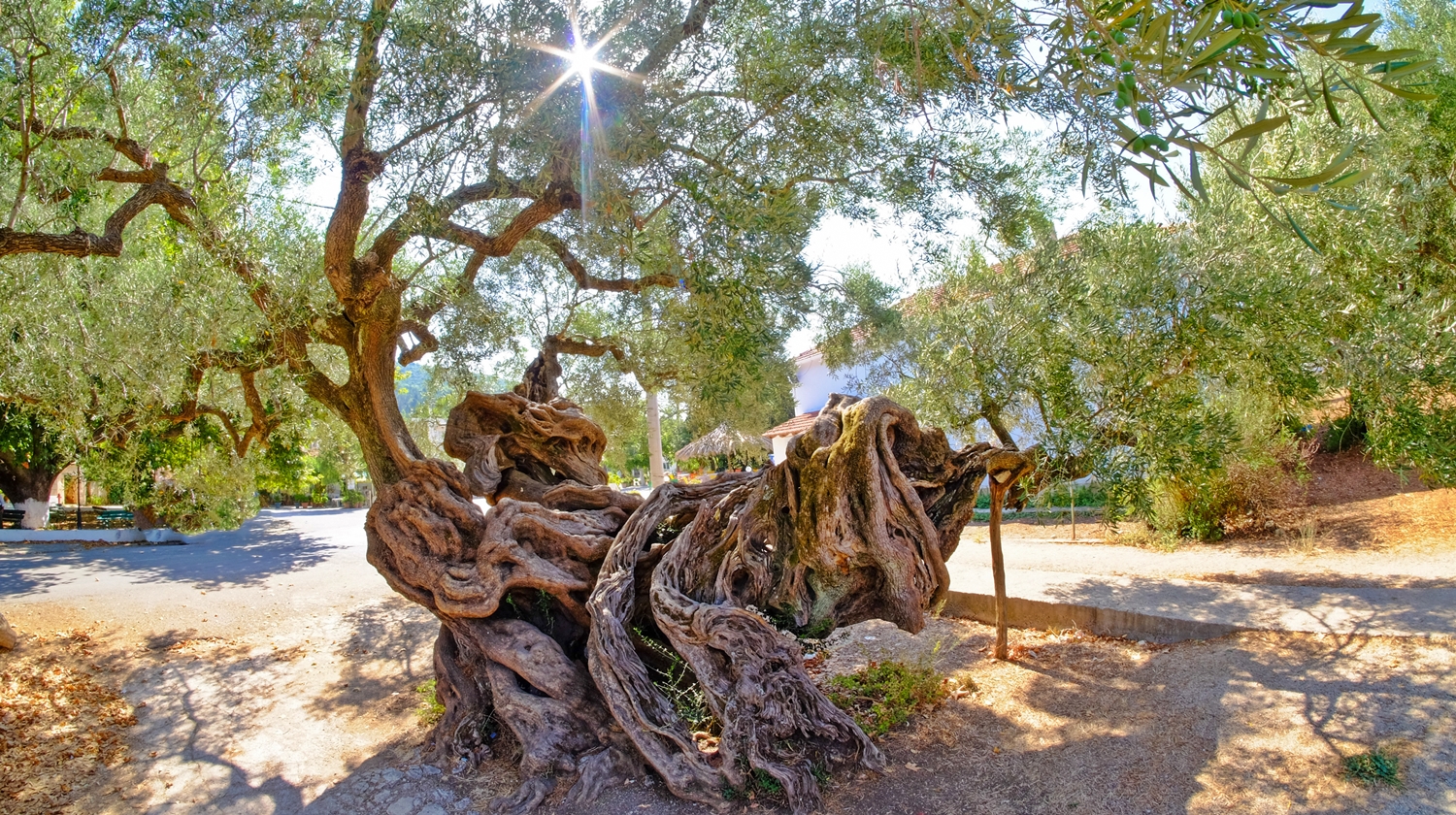 クレタ島のオリーブの木