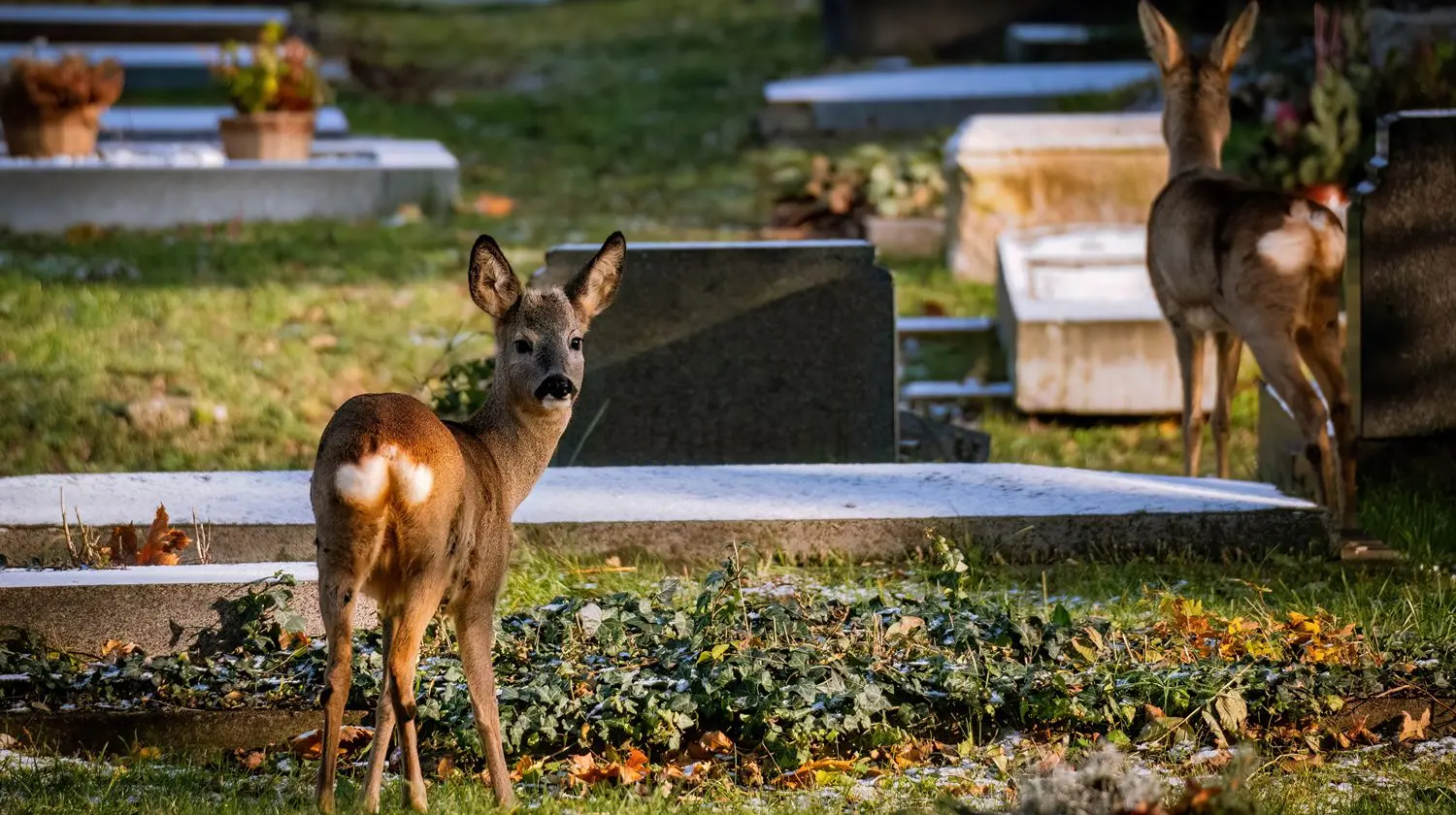 ウイーン中央墓地